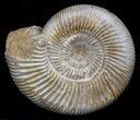 Perisphinctes Ammonite - Jurassic #36930-1
